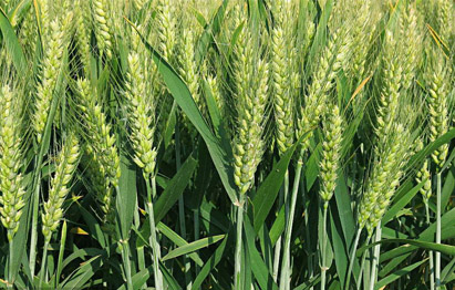 河北小麦测产，增产达35% 