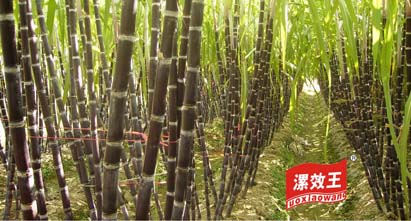 漯效王助力广西甘蔗大丰收，蔗农欢喜笑开颜！ 