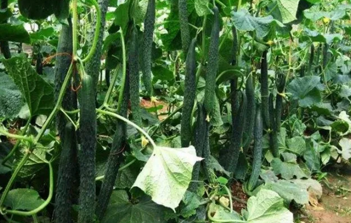 漯效王调理土壤促生长，黄瓜增产少不了