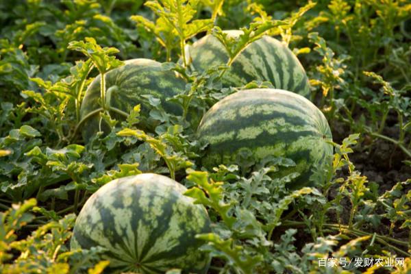 科技赋能甜蜜事业，漯效王助力瓜农解锁致富密码